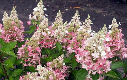 Hortenzia paniculata „Pink Winky»( «rózsaszínű Winky») - fotó, leírás, telepítési és ápolási vélemények