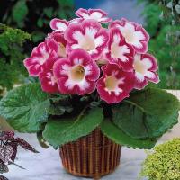 Hortenzia Vinca Pink (rózsaszín) Hortenzia Rózsaszín Winky