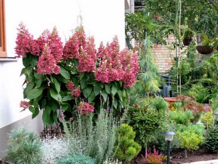 Hortenzia rózsaszín Vinca leírása és termesztése fajták (Hydrangea paniculata Pink Winky ültetés és gondozás) Hortenzia rózsaszín Vinca leírása és termesztése fajták