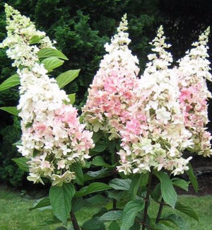 Hortenzia rózsaszín Vinca leírása és termesztése fajták (Hydrangea paniculata Pink Winky ültetés és gondozás) Hortenzia rózsaszín Vinca leírása és termesztése fajták