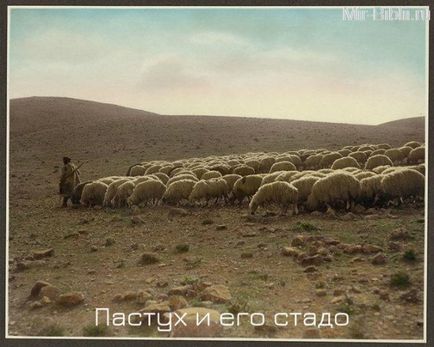 Érdekes pásztorok