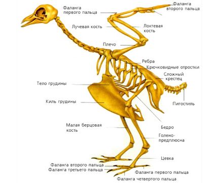 Érdekes tény a kakasok és tyúkok anatómia, úgy él, mint egy csirke fej nélkül, és fél év, és a csirke