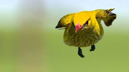 Rigók sárgarigó fotó és leírás a madár