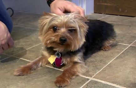 Yorkshire terrier fajta leírás, fotó és videó