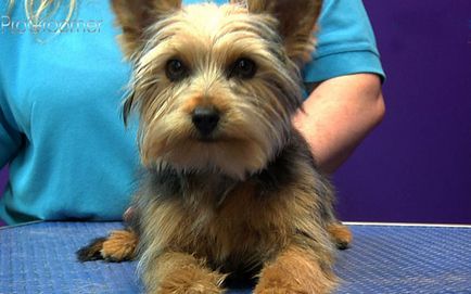 Yorkshire terrier fajta leírás, fotó és videó