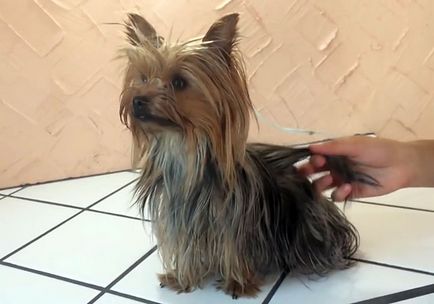 Yorkshire terrier fajta leírás, fotó és videó