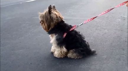 Yorkshire terrier fajta leírás, fotó és videó