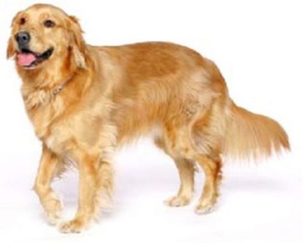 Milyen fajta kutya a legokosabb a világranglistán top 10 fotókkal