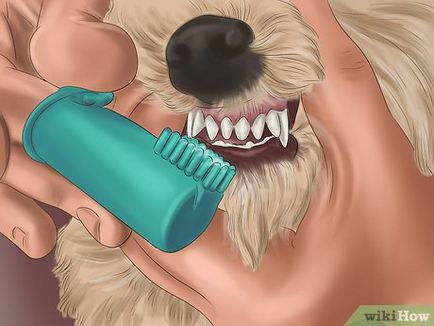 Hogyan fogmosás kutya