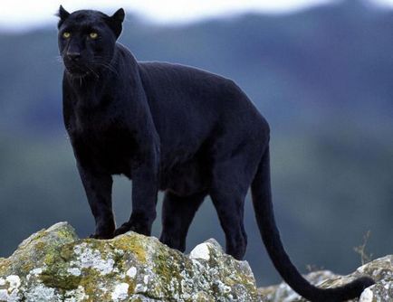 Milyen állatok fekete jelenség melanism