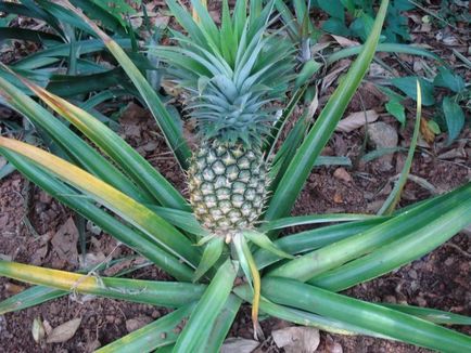 Hogyan és hol ananász nőnek