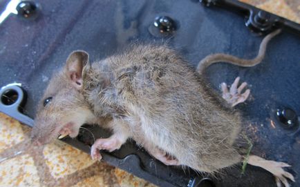 Hogyan lehet megszabadulni a patkányok saját