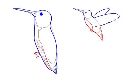 Hogyan kell felhívni kolibri ceruza szakaszokban 1