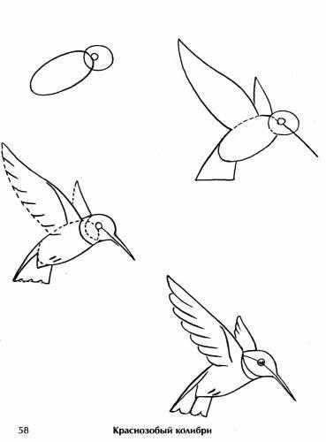 Hogyan kell felhívni kolibri ceruza szakaszokban 1