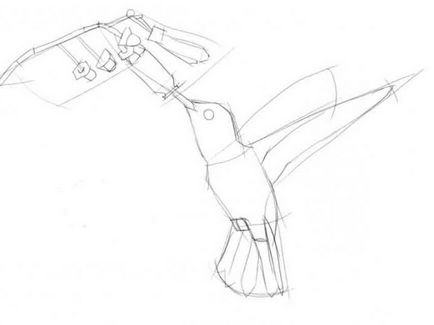 Hogyan kell felhívni kolibri, gyors és könnyű