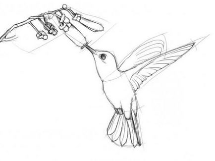 Hogyan kell felhívni kolibri, gyors és könnyű