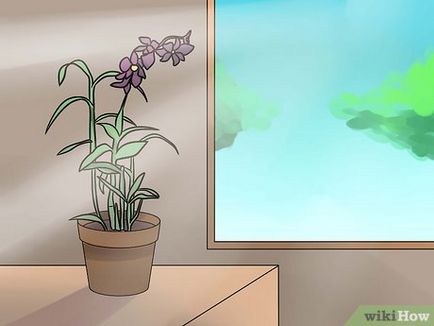 Hogyan vágja az orchidea