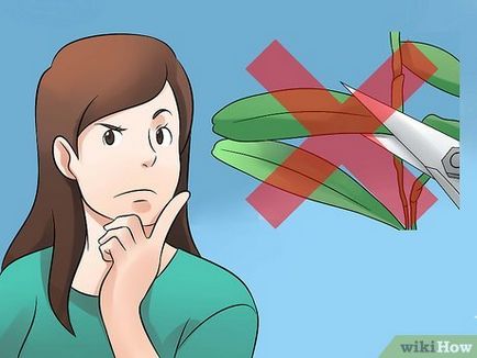 Hogyan vágja az orchidea