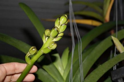 Hogyan vágja az orchidea virágzás után általános információkat szabályzat metszés, orchidea után