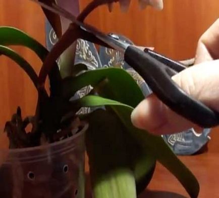Hogyan vágja virágzás után orchidea otthon