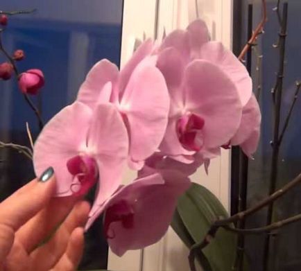 Hogyan vágja virágzás után orchidea otthon