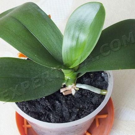 Hogyan elválasztani Babe phalaenopsis orchidea, expertoza