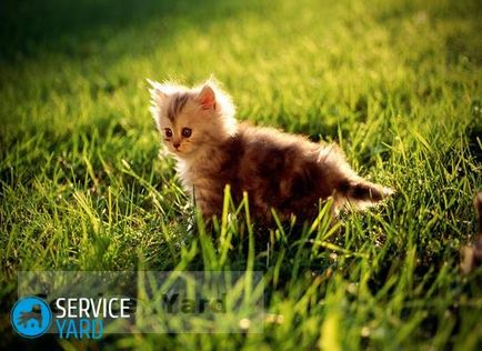 Hogyan tisztítsák meg macska vizelet, serviceyard-kényelmes otthon kéznél