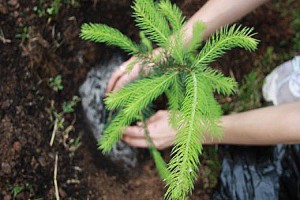 Hogyan transzplantáció luc az erdő a helyszínre, amikor jobb a növény tavasszal vagy ősszel lucfenyő, a jobb oldali videót