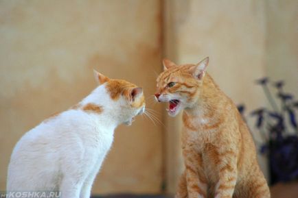 Hogyan kell barátkozni két macska egy lakásban macska macska