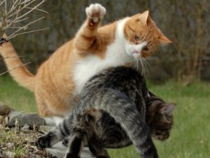 Hogyan kell barátkozni vzzroslyshek macskák a házban