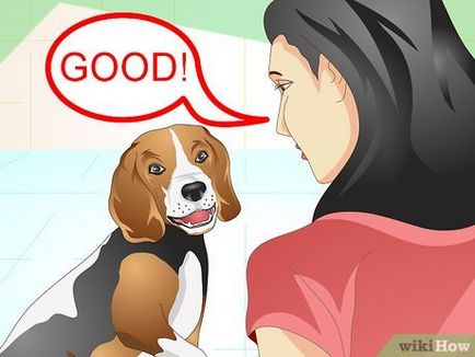 Honnan tudod, hogy mit akar a kutya