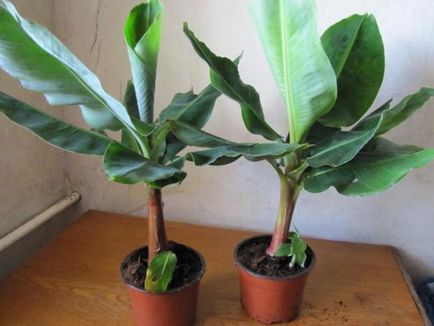 Hogyan növény, és nő a banánt otthon, gondozó cserepes banán