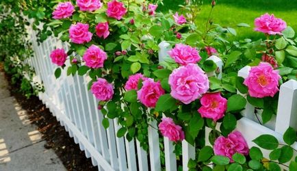 Hogyan ültessünk egy rózsa termesztő kezdő tippek és trükkök