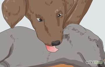 Hogyan lehet elkapni egy kóbor kutya