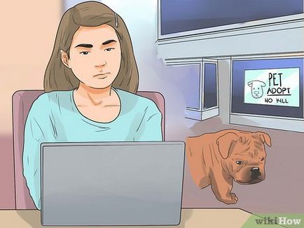 Hogyan lehet elkapni egy kóbor kutya