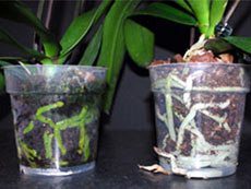 Hogyan kell helyesen gondozni phalaenopsis - beltéri növények és virágok