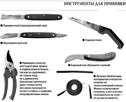 Hogyan növény körte időzítése megfelelő alany (beoltására) Hogyan ültessünk egy körte időzítése megfelelő alany