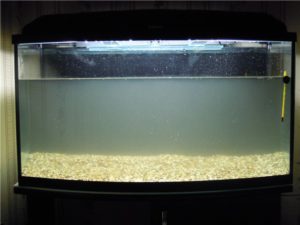 Hogyan kell fertőtleníteni az akváriumi halak kálium-permanganát a halál után