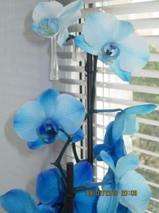 Hogyan kap egy orchidea virág, szobanövények