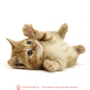Hogyan készítsünk egy házat a macskát a kezével - a gyerekszobában elit brit