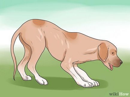 Hogyan kell menteni a kutya fojtott