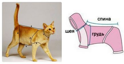 Hogyan varrni ruhát macska saját kezűleg