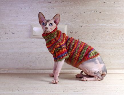 Hogyan lehet lekötni egy macska ruhák