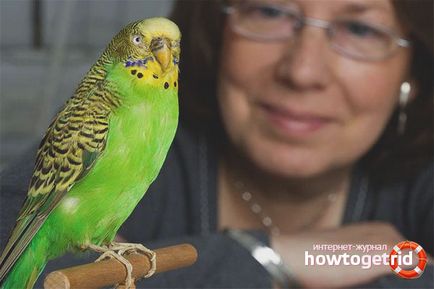Hogyan törődik egy papagáj otthon