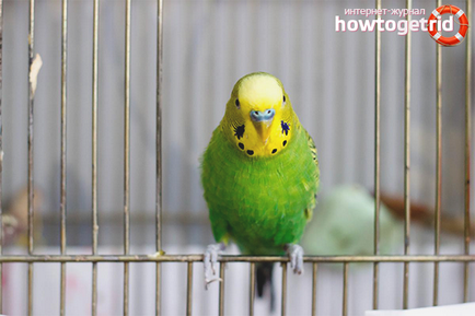 Hogyan törődik egy papagáj otthon