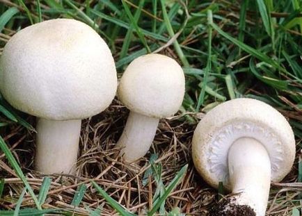 Hogyan növekszik gombát gombát otthon