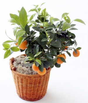 Hogyan növekszik egy narancsot a csontok otthon (gondozás, transzplantáció)