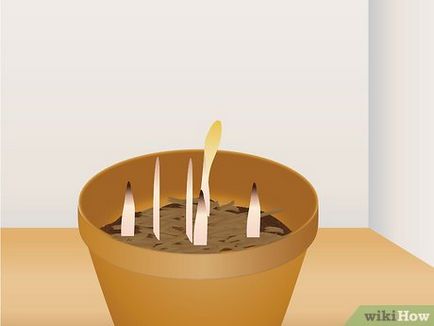 Hogyan növekszik a nárcisz az otthoni