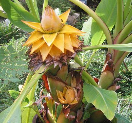 Hogyan növekszik a hazai a banán magvak
