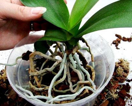 Amikor a repot orchidea vásárlás után lehetséges, a szabályok